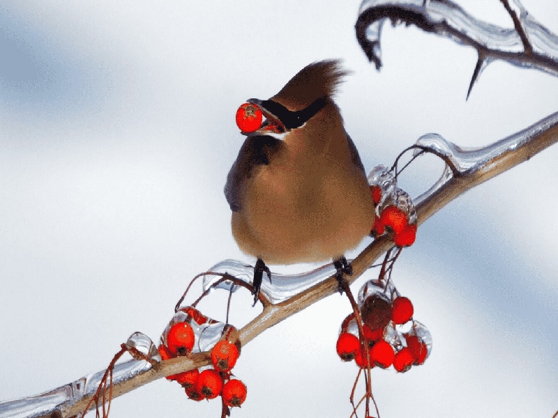 张女士成功案例